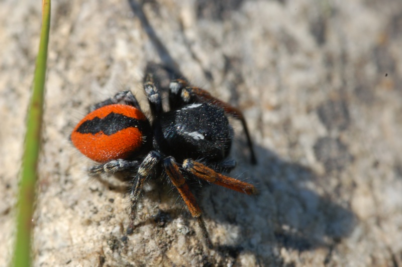 Philaeus chrysops